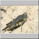 Tetrix subulata - Dornschrecke 01b 11mm.jpg